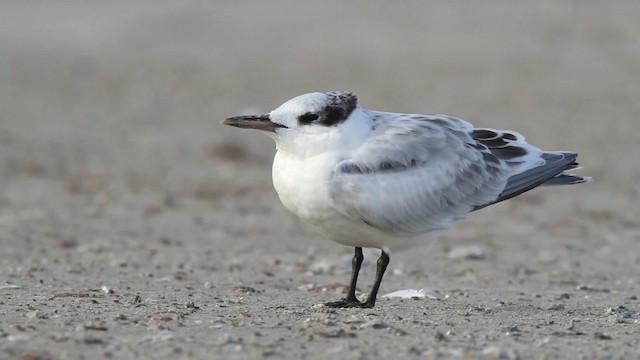 Sandwich Tern (Cabot's) - ML478999