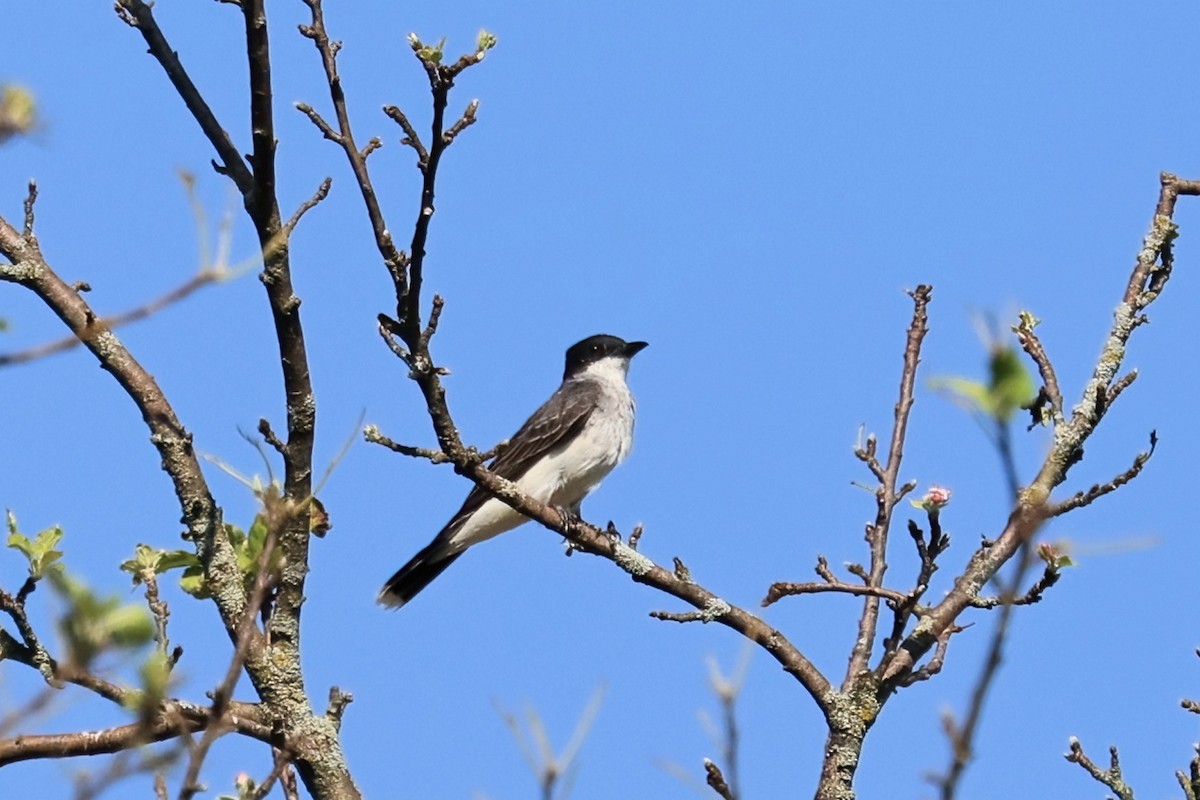 Eastern Kingbird - ML478999061