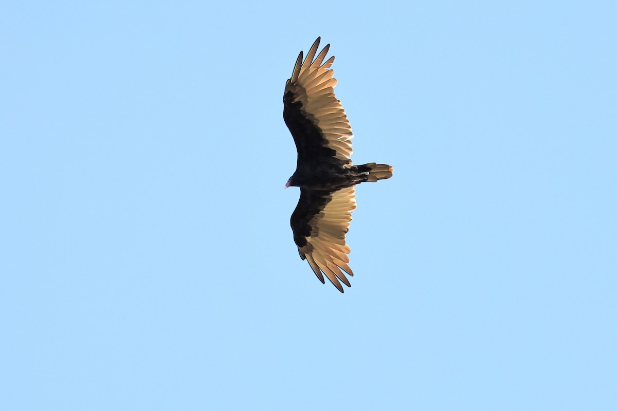 Turkey Vulture - ML478999141