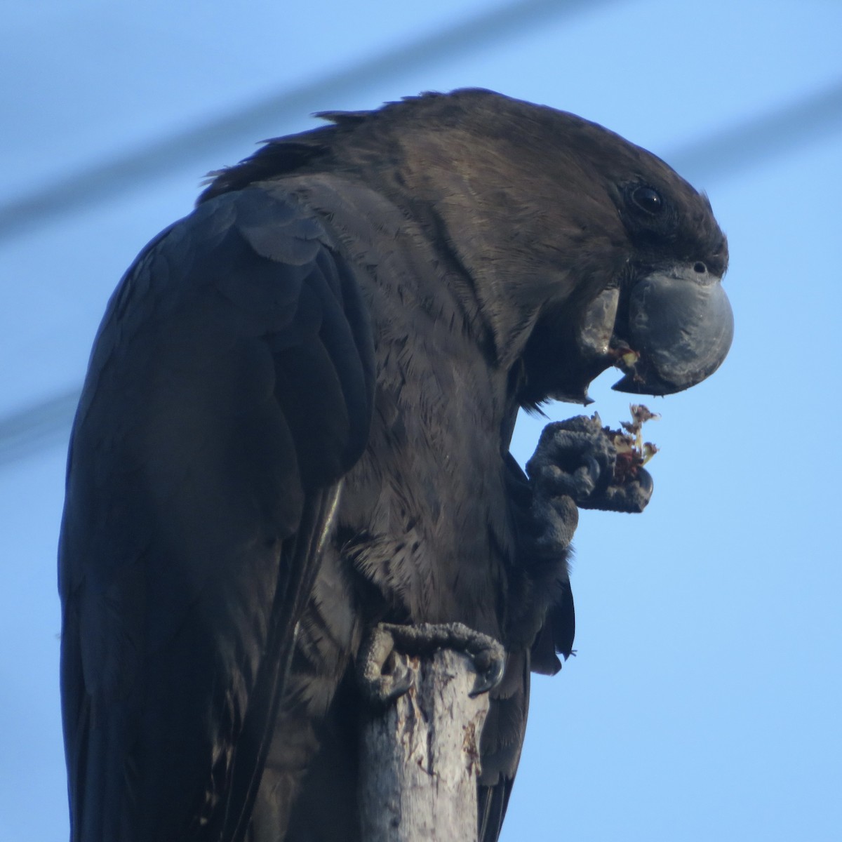 Glossy Black-Cockatoo - ML478999221