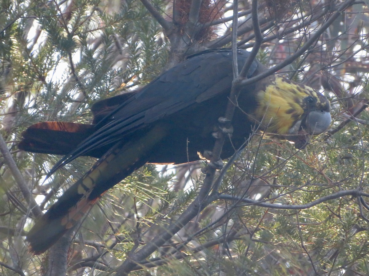 Glossy Black-Cockatoo - ML478999241