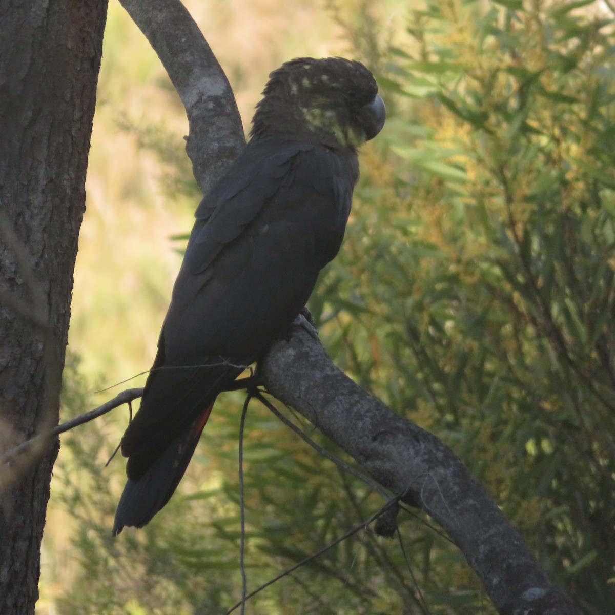 Glossy Black-Cockatoo - ML478999251