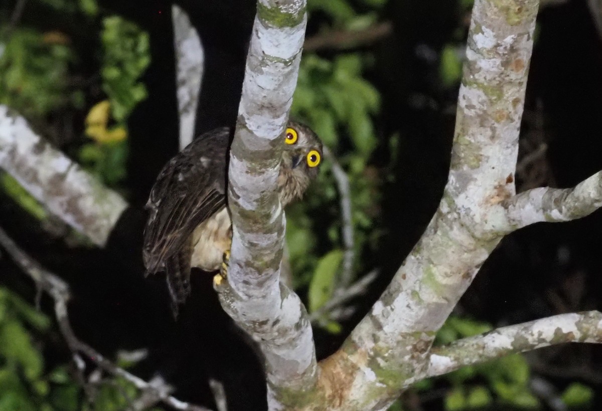 Papuan Owl - Stephan Lorenz