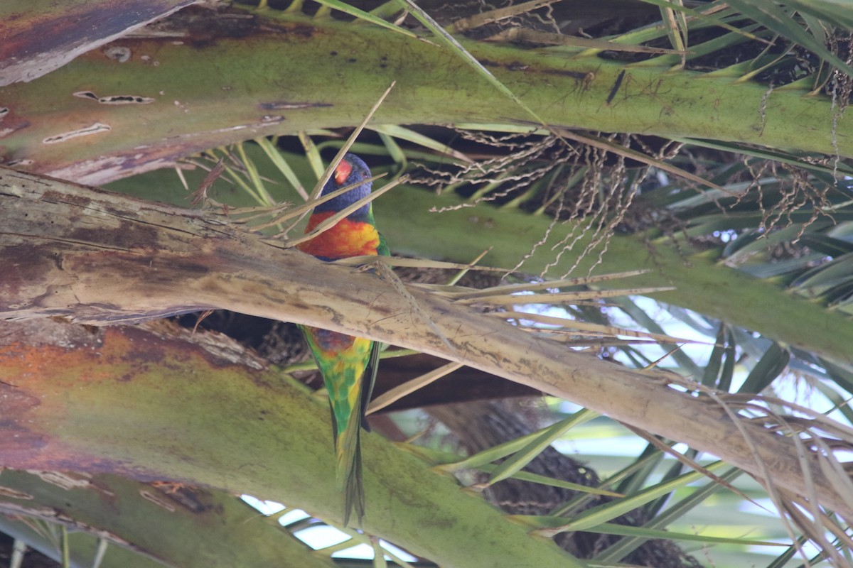 Rainbow Lorikeet - Damian O’Sullivan