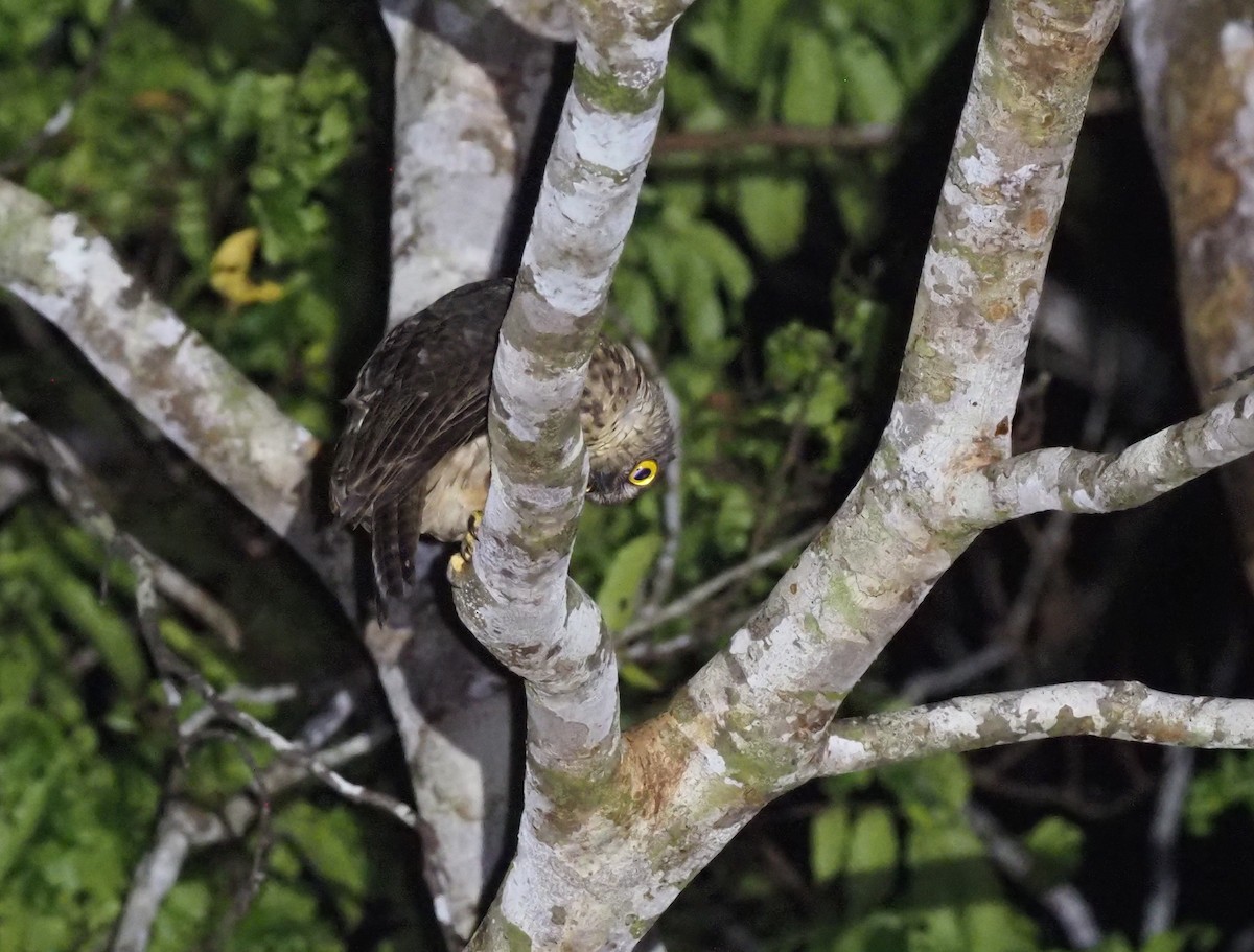 Papuan Owl - Stephan Lorenz