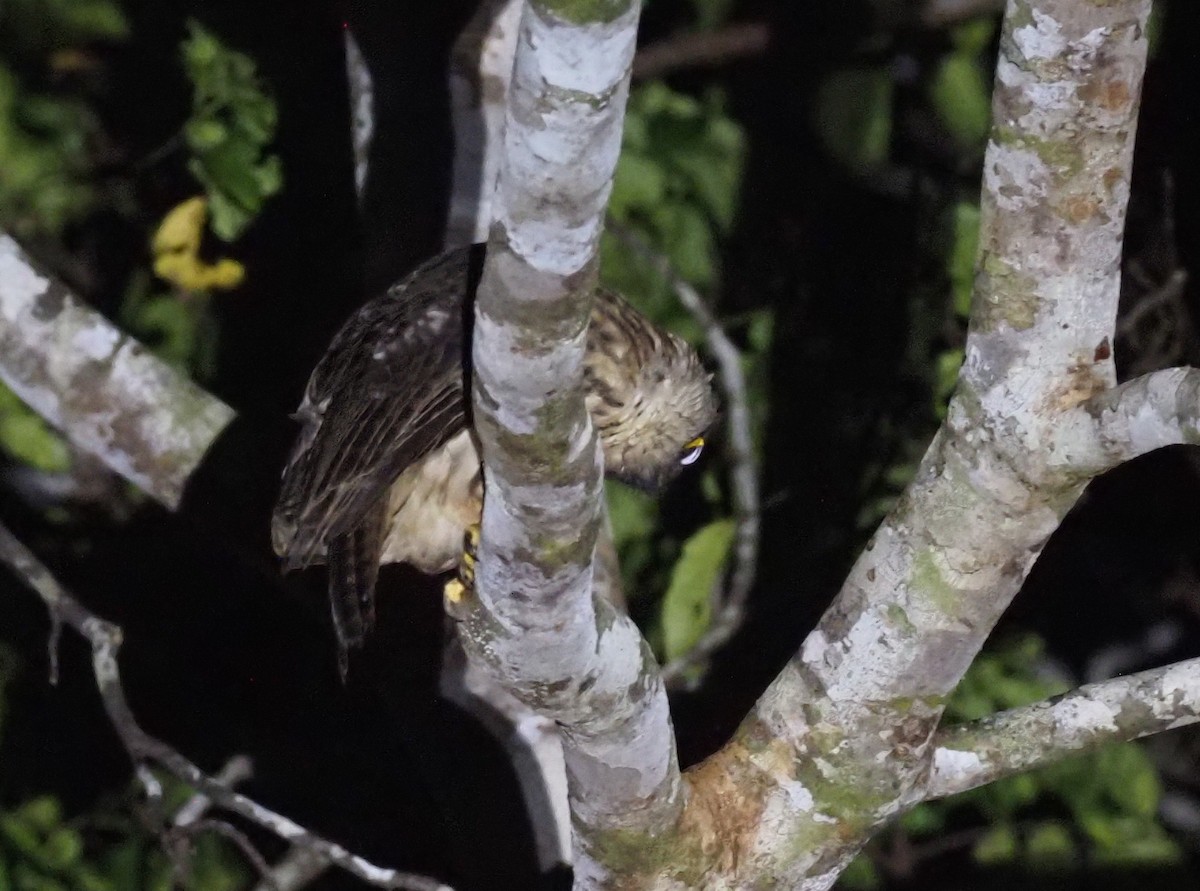 Papuan Owl - Stephan Lorenz