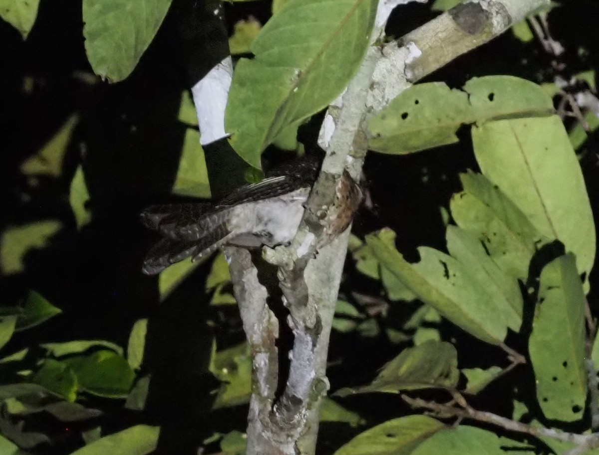 Wallace's Owlet-nightjar - ML479001081