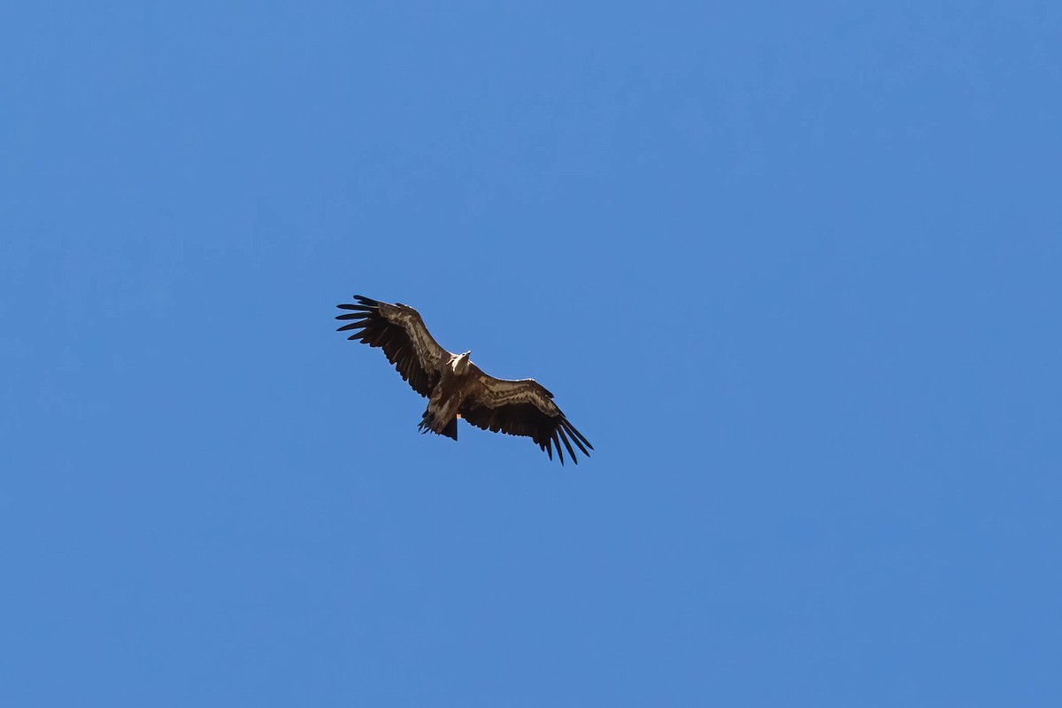 Eurasian Griffon - ML479001821