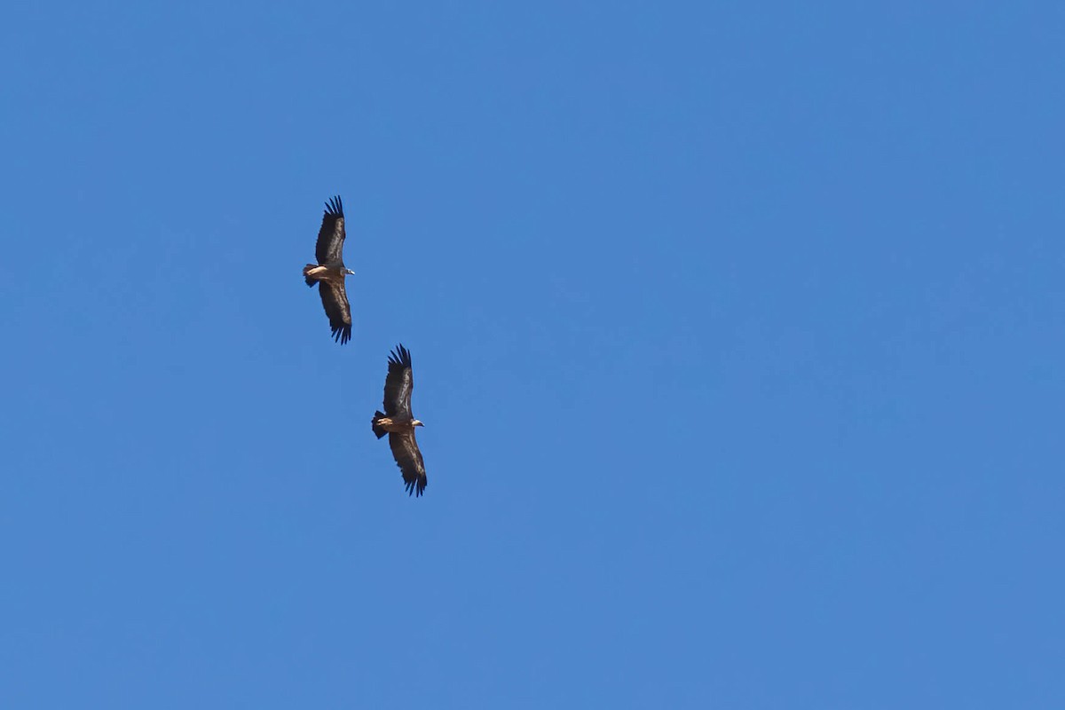 Eurasian Griffon - ML479001831