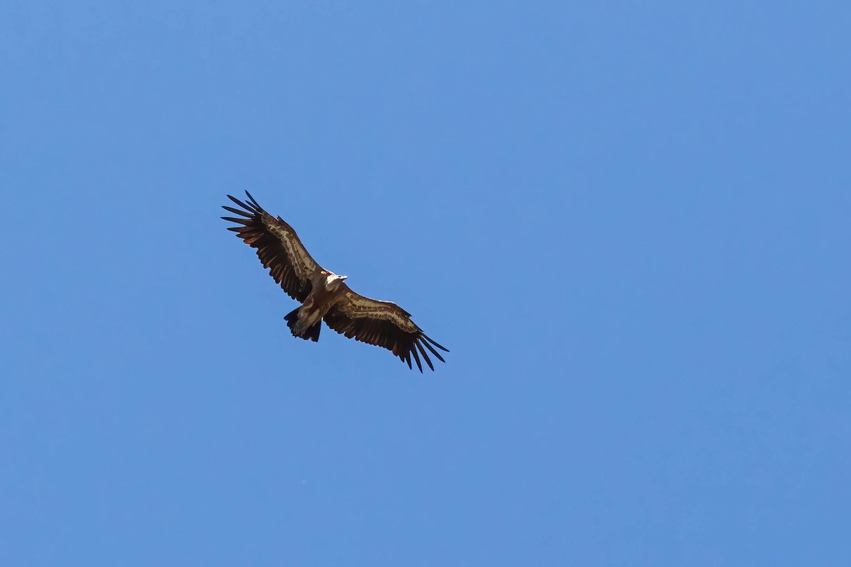 Eurasian Griffon - ML479001841