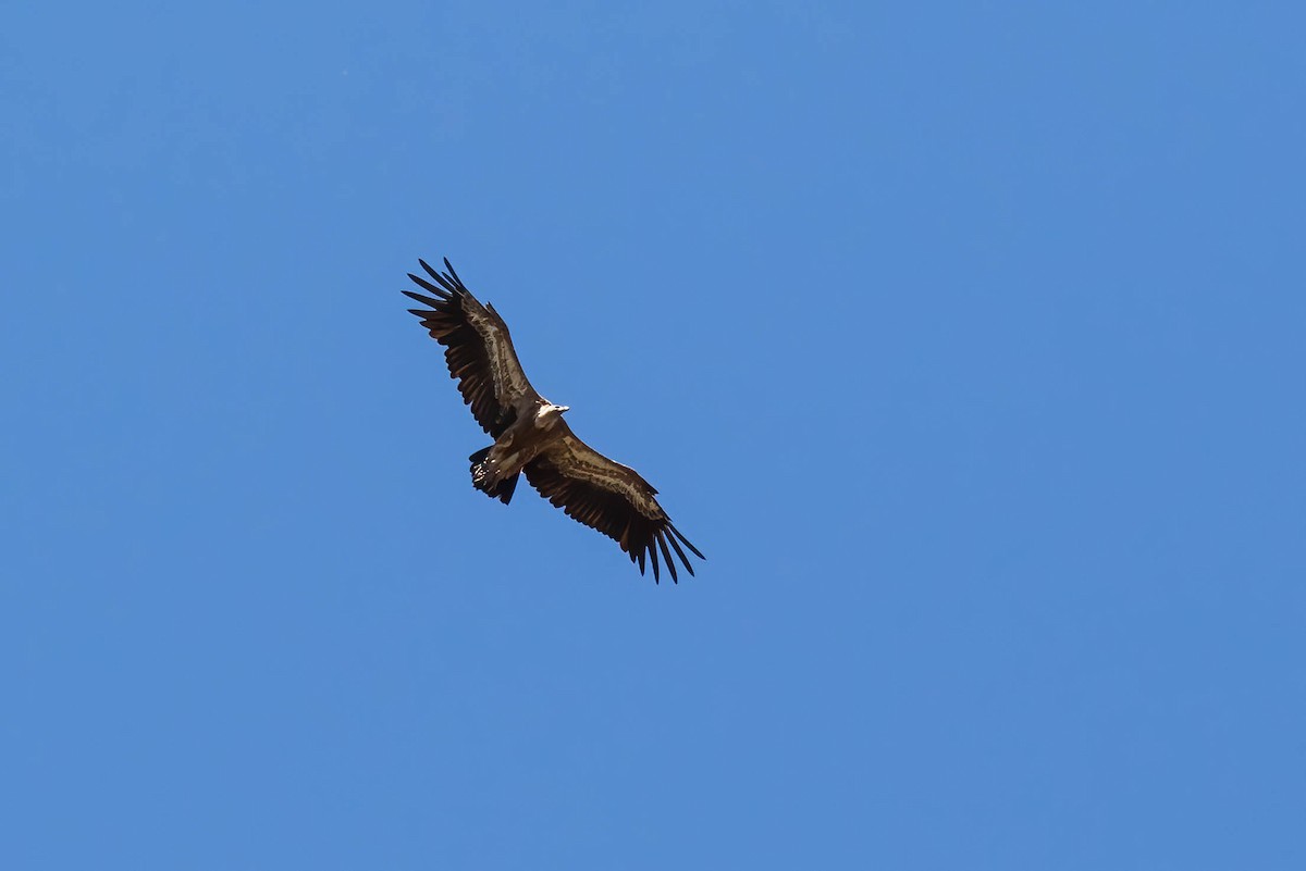 Eurasian Griffon - ML479001851