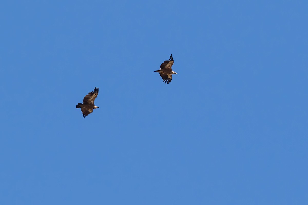 Eurasian Griffon - ML479001861