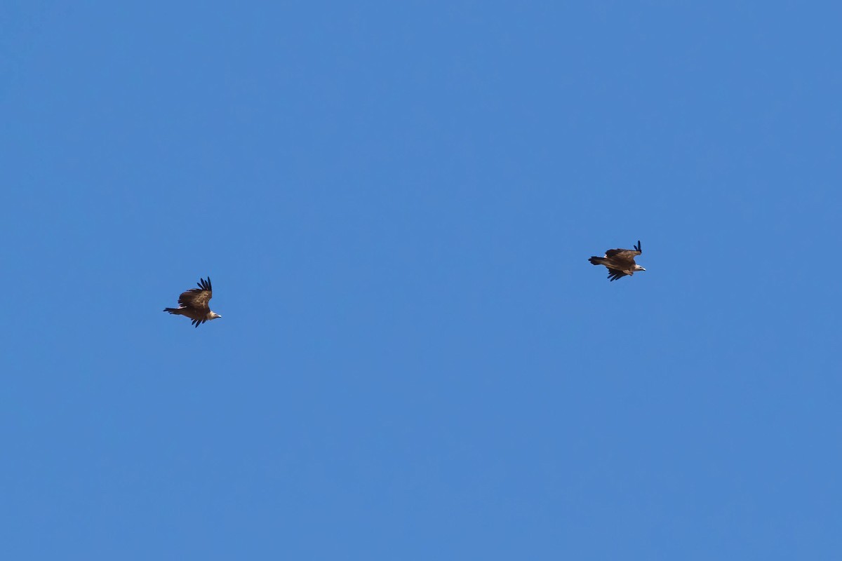 Eurasian Griffon - ML479001871