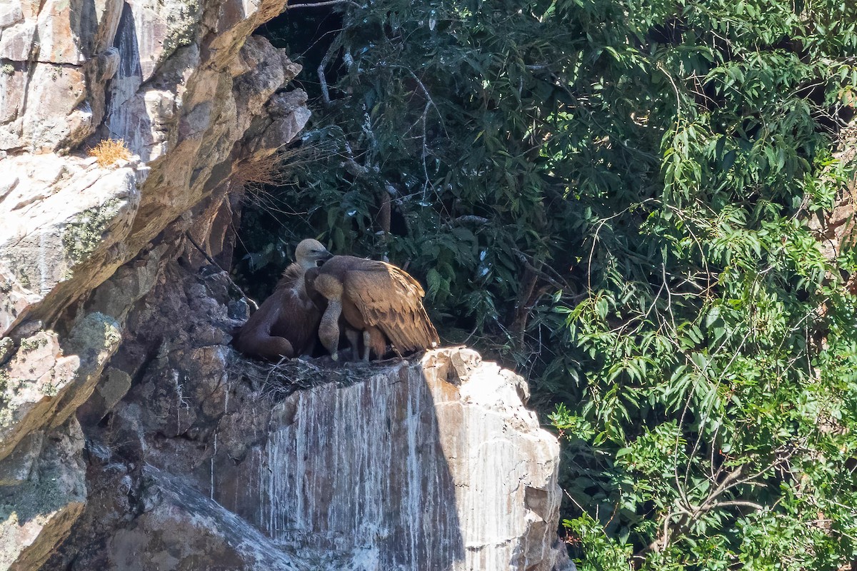 Eurasian Griffon - ML479001881