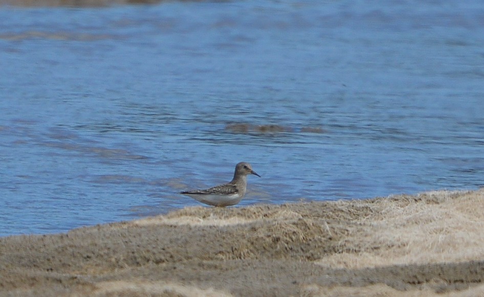 Temminck's Stint - ML479002071