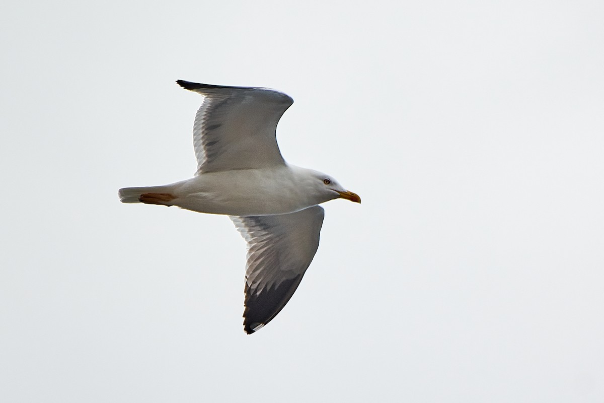 Yellow-legged Gull (atlantis) - Tomáš Grim