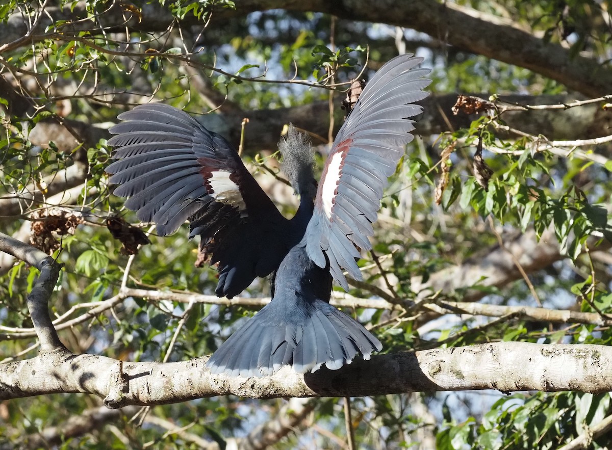 Sclater's Crowned-Pigeon - ML479002931