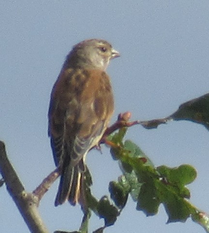 Eurasian Linnet - ML479003281