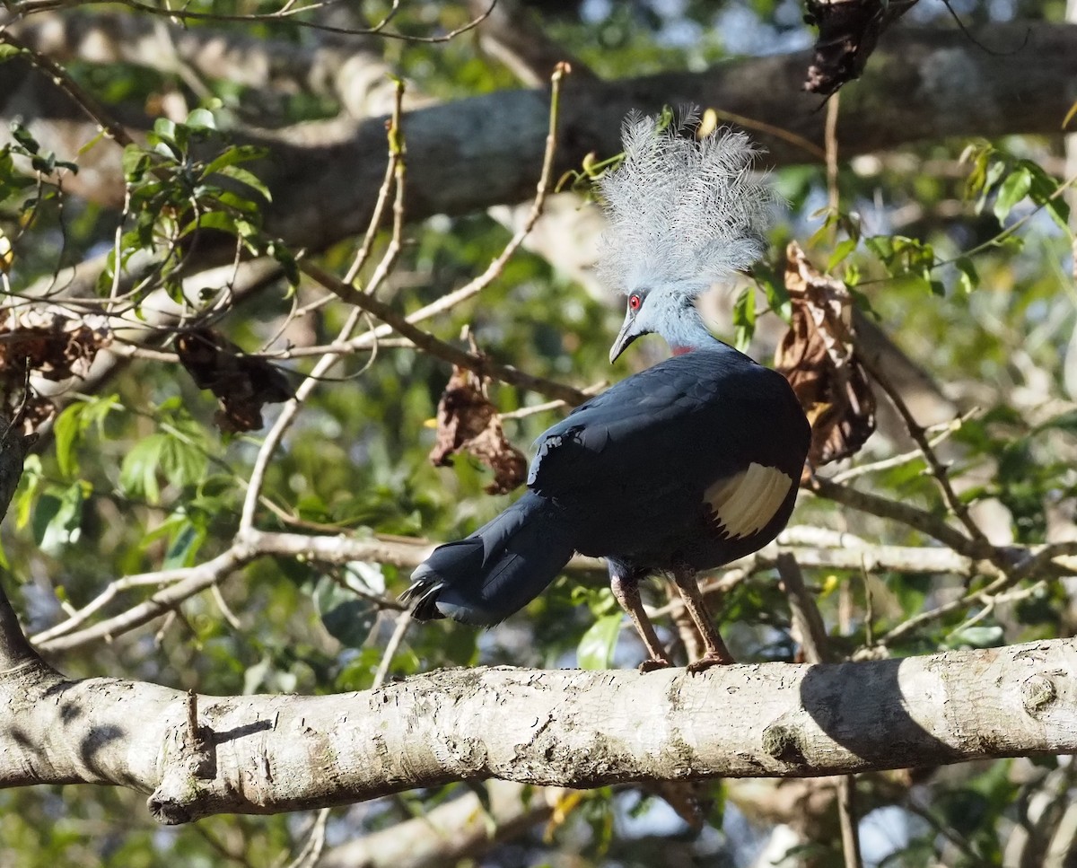 Sclater's Crowned-Pigeon - ML479003441