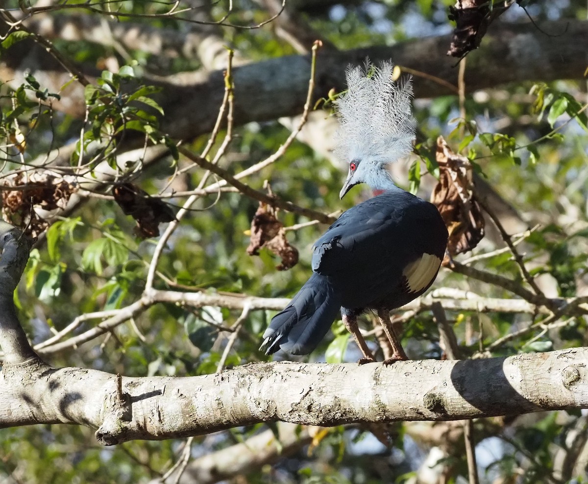 Sclater's Crowned-Pigeon - ML479003581