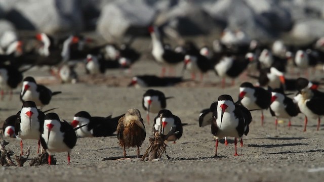 zoboun americký (ssp. niger) - ML479005