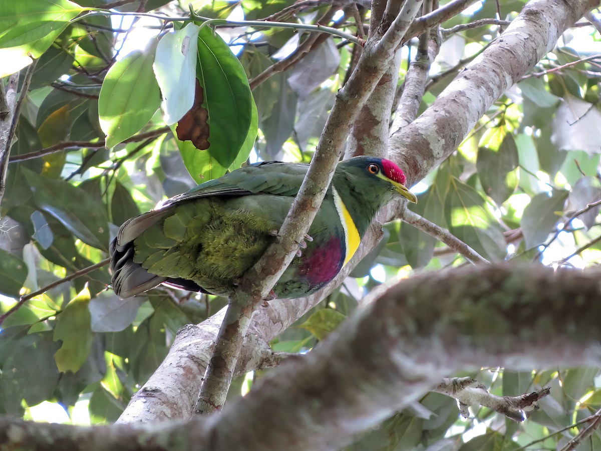 White-breasted Fruit-Dove - ML479005151