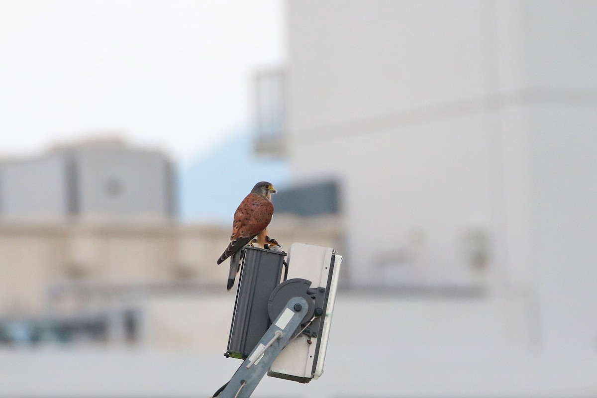 Eurasian Kestrel - ML479005311