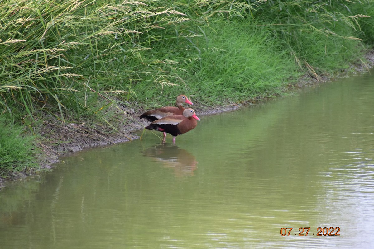 Black-bellied Whistling-Duck - ML479006471