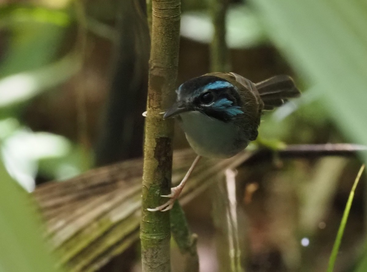 Campbell's Fairywren - ML479006831