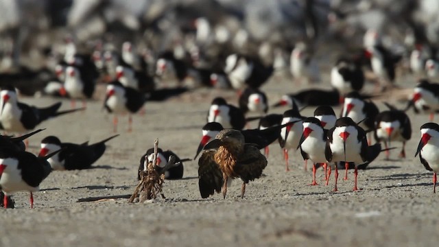 Black Skimmer (niger) - ML479007