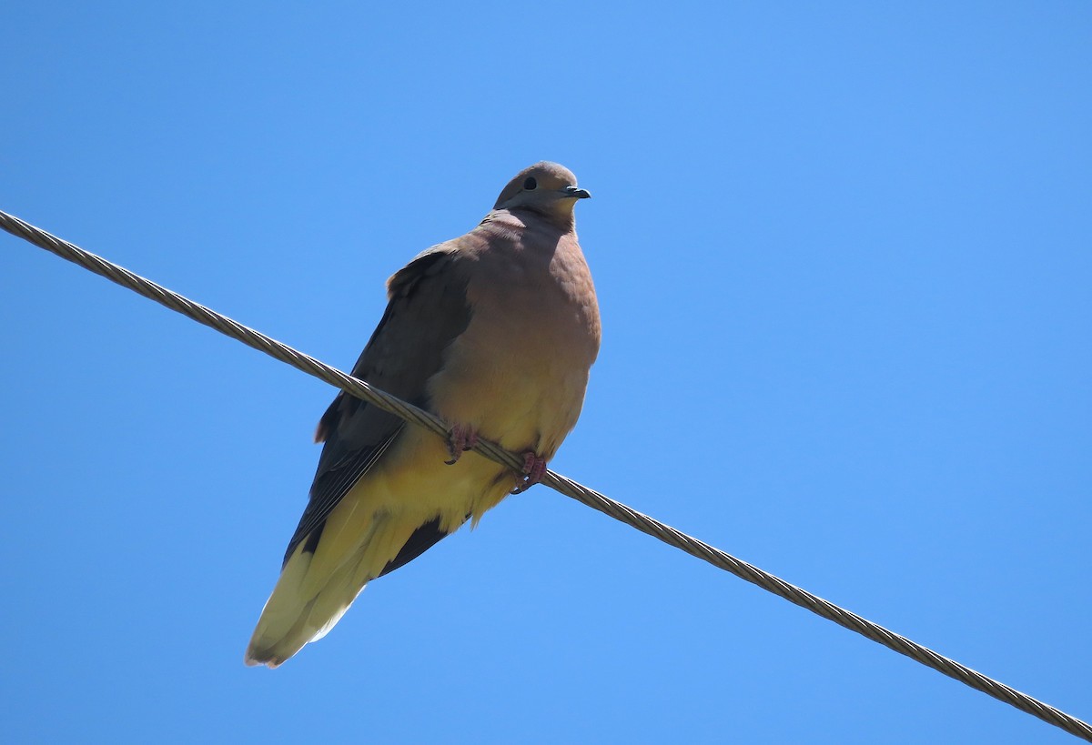 Eared Dove - ML479007011