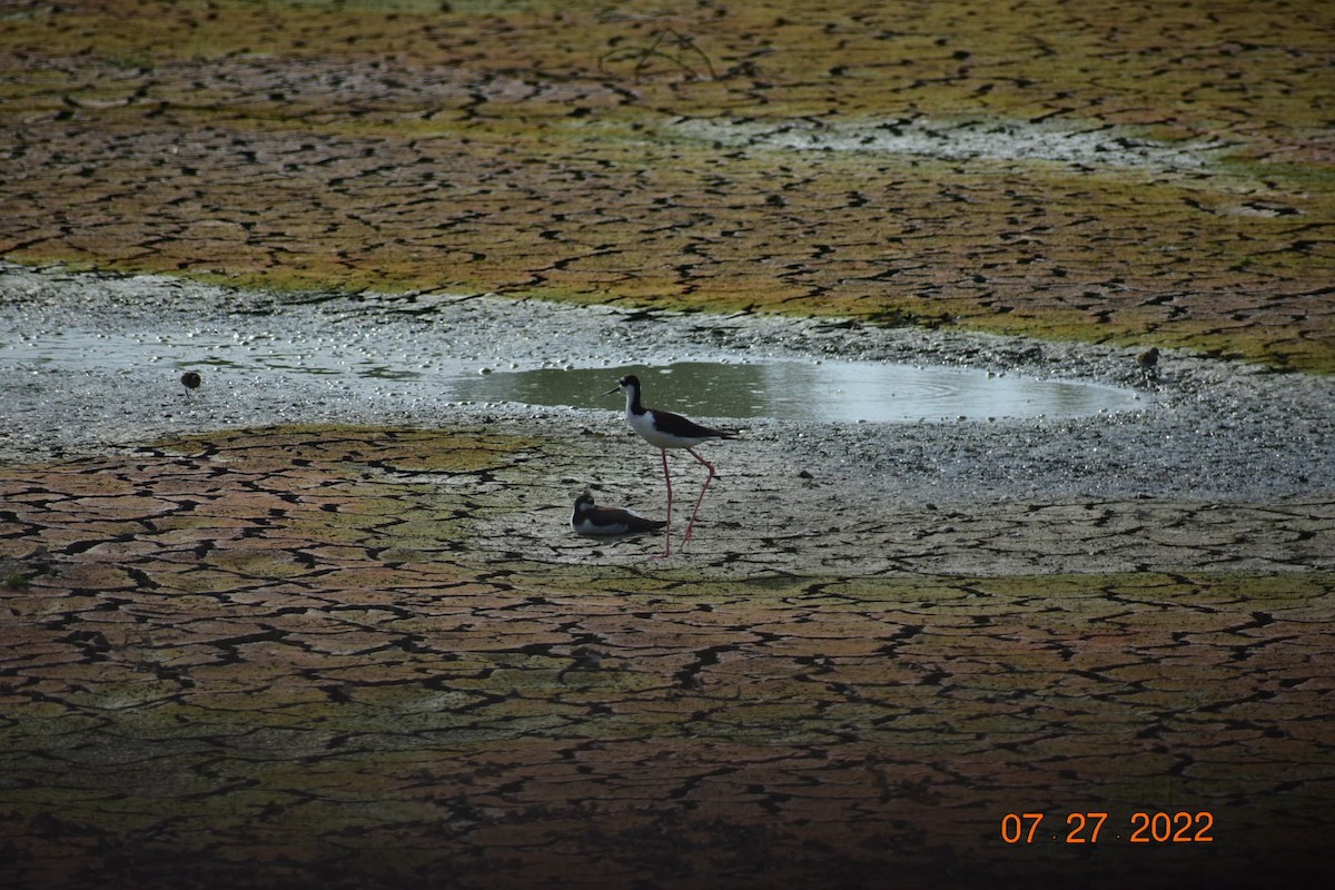 Schwarznacken-Stelzenläufer - ML479007171