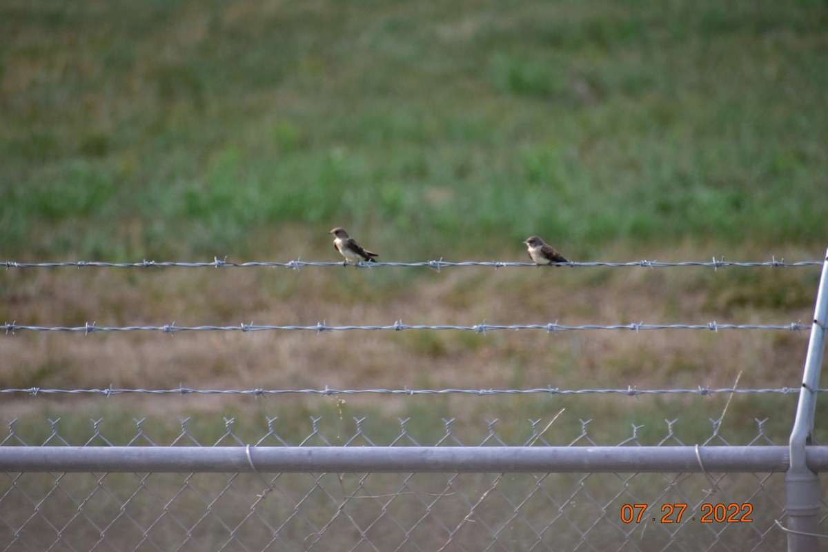 Northern Rough-winged Swallow - ML479007721