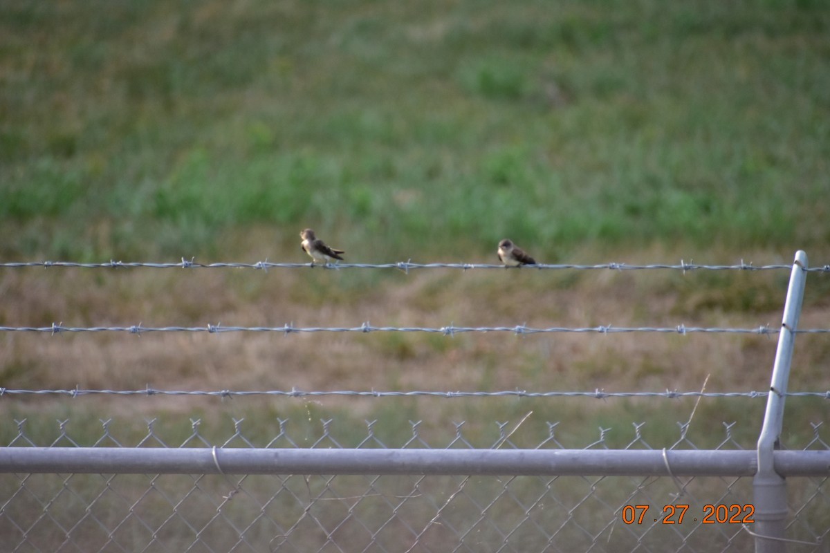 Northern Rough-winged Swallow - ML479007731