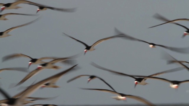 Black Skimmer (niger) - ML479008