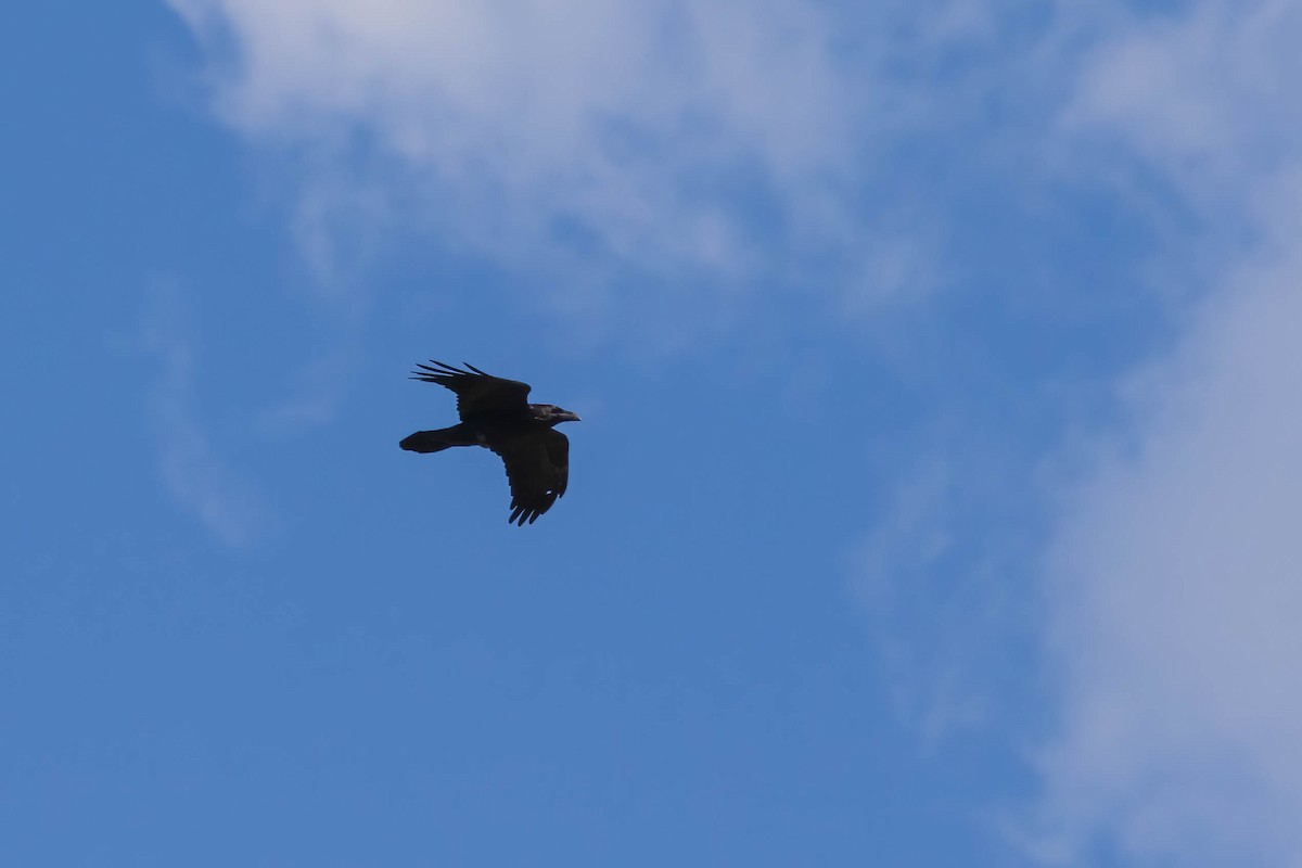 Common Raven - ML479008601