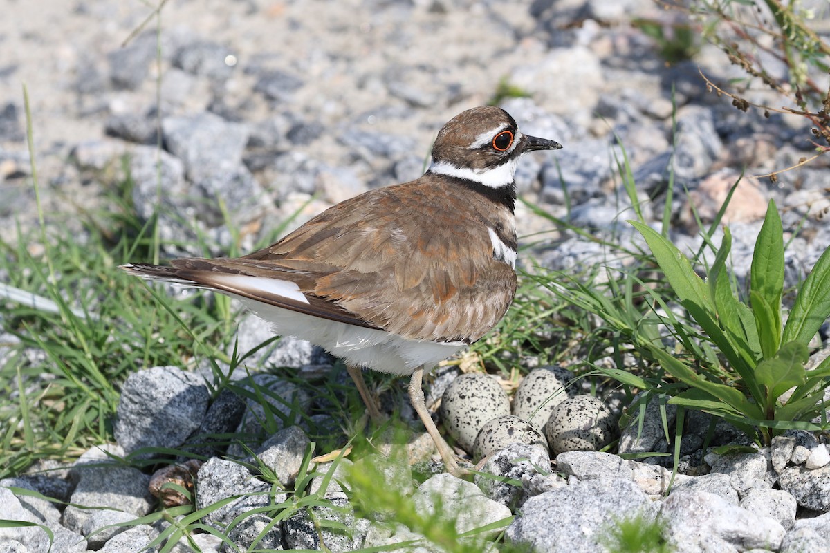 Killdeer - ML479009231