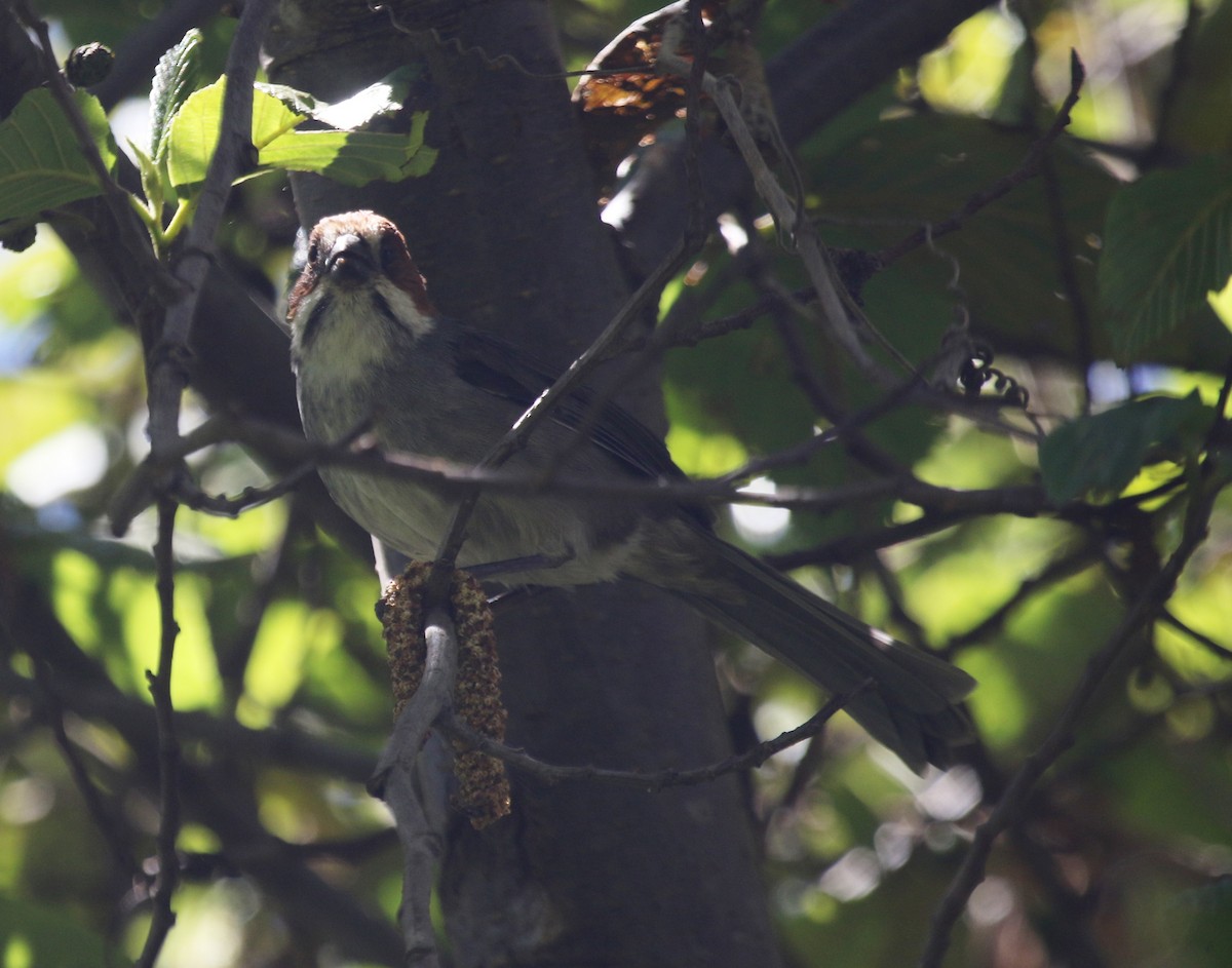 Rufous-eared Brushfinch - ML479009631