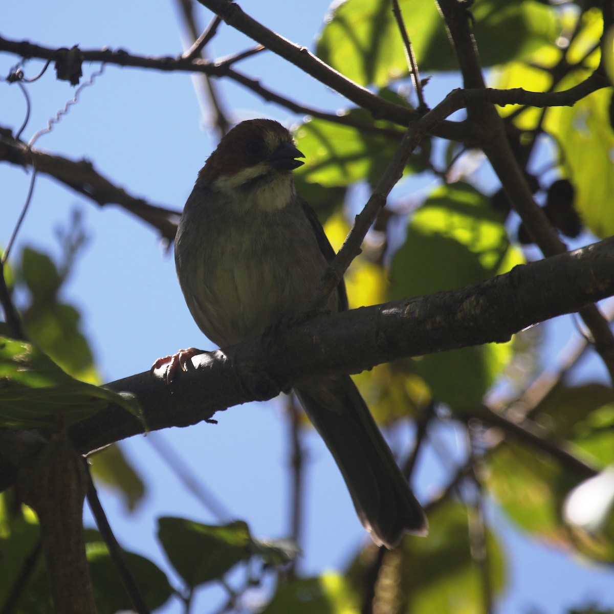 Rufous-eared Brushfinch - ML479009721