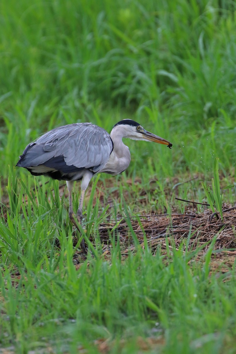 Gray Heron - ML479011761