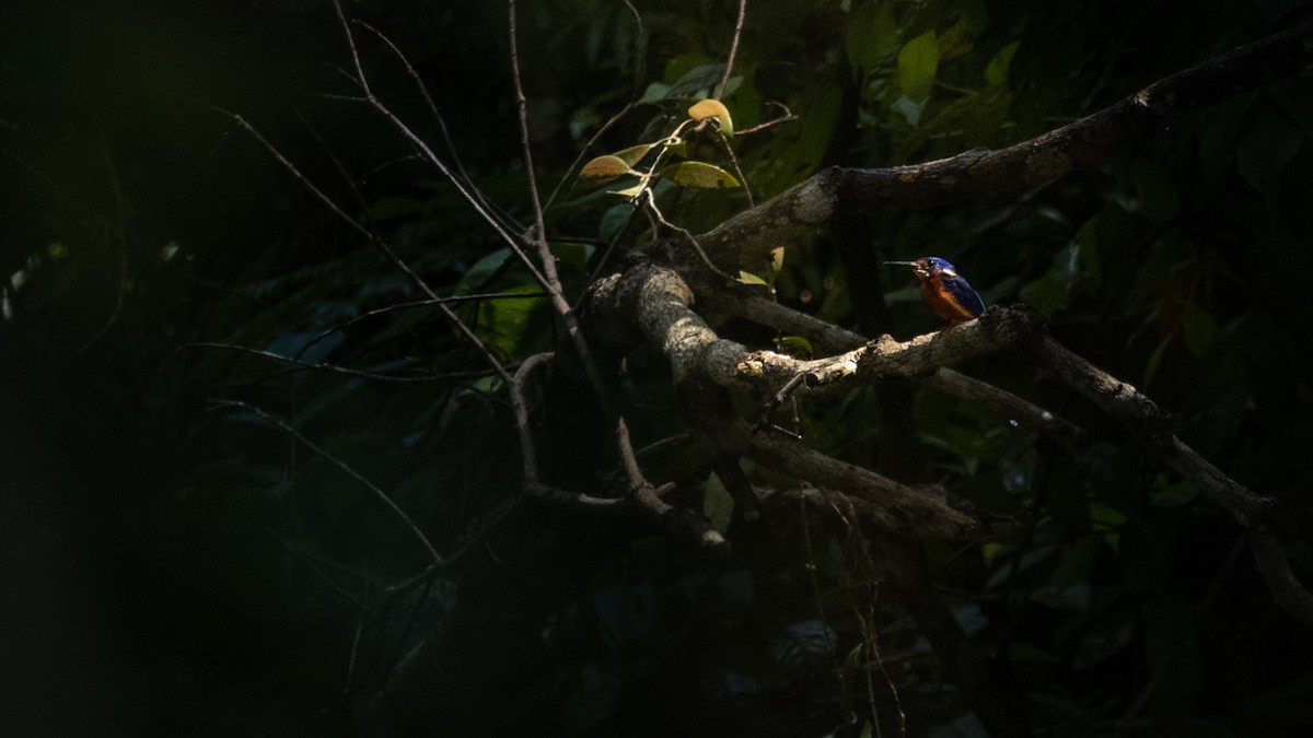Blue-eared Kingfisher - ML479012051