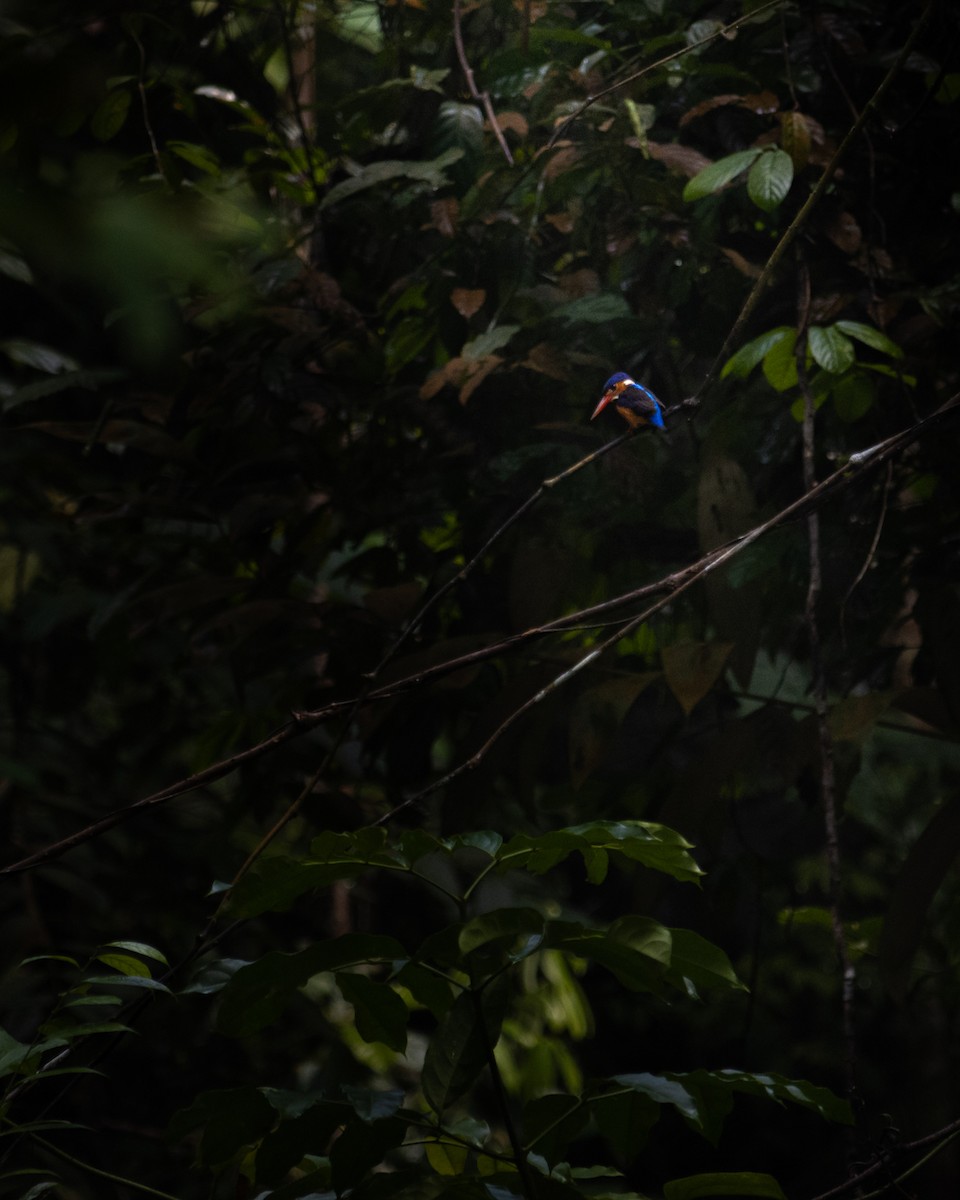 Blue-eared Kingfisher - ML479012061