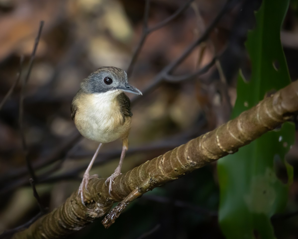 タンビムジチメドリ - ML479012321
