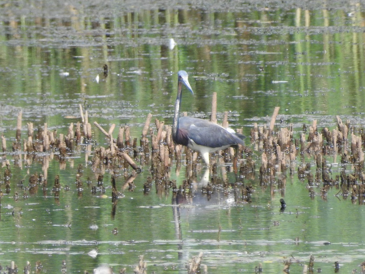 Tricolored Heron - ML479012391