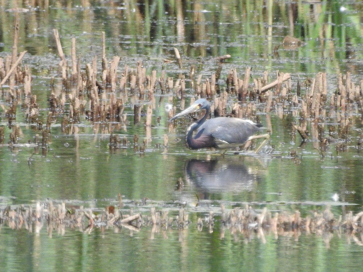 Tricolored Heron - ML479012401