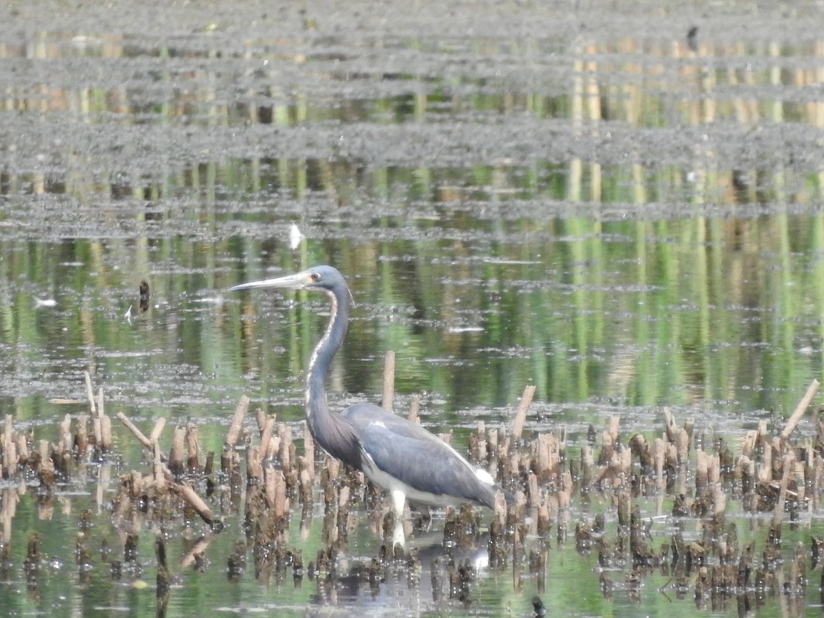 Tricolored Heron - ML479012411