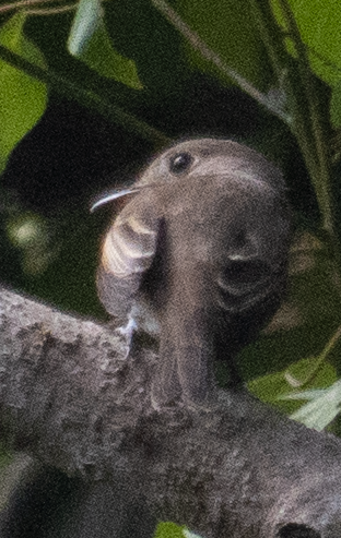 コサメビタキ - ML479012421