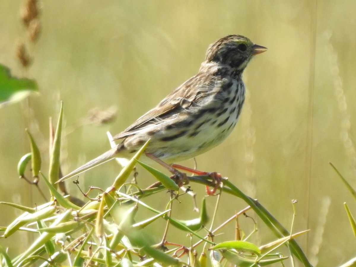 Savannah Sparrow - ML479013621