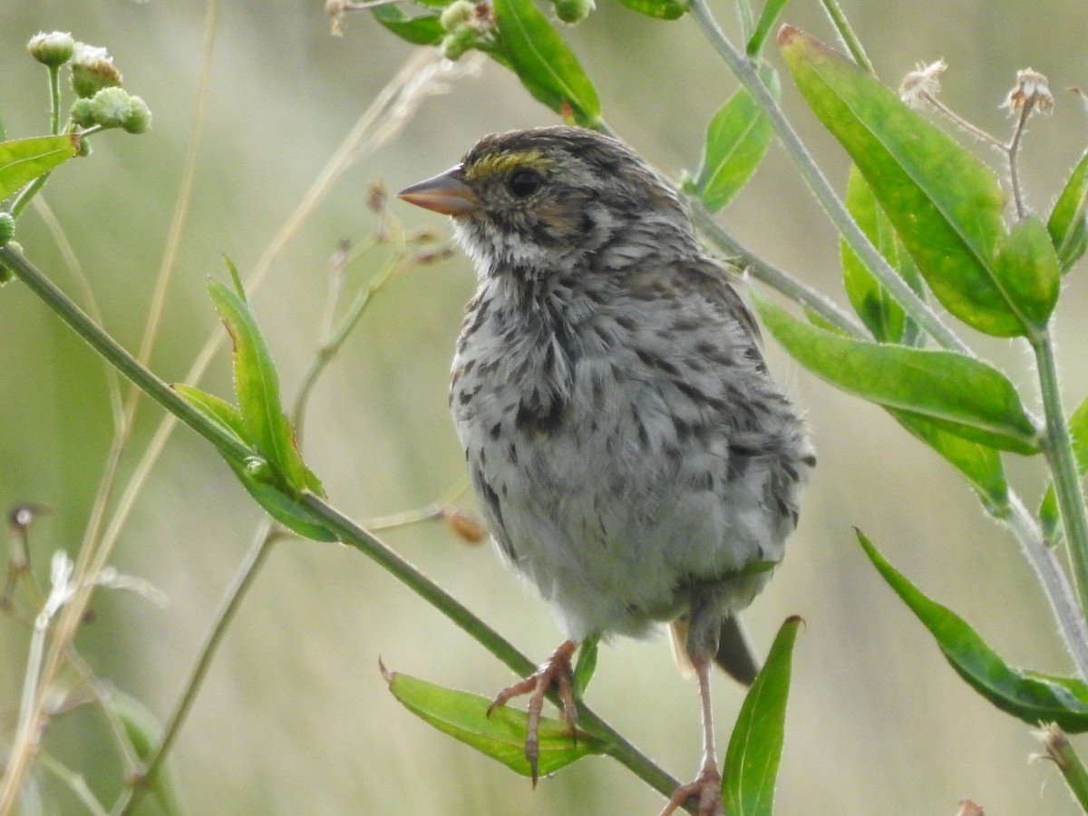 Savannah Sparrow - ML479013631