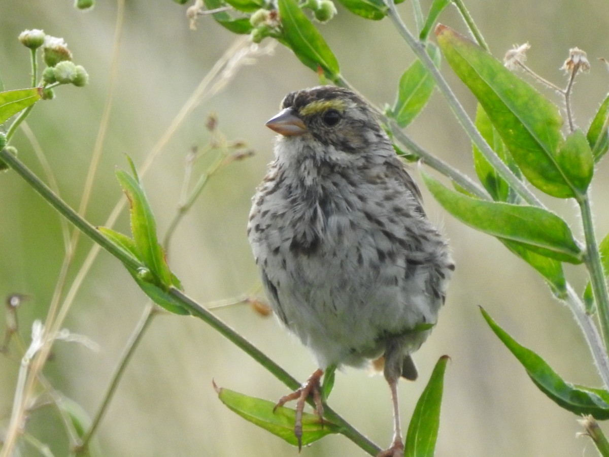 Savannah Sparrow - ML479013641